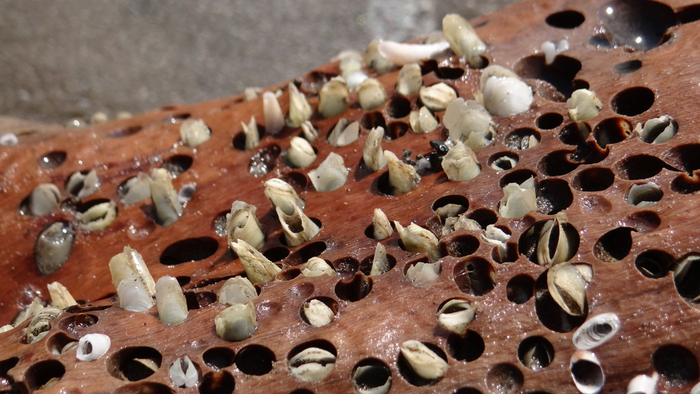 Трипофобам лучше отойти от экранов.