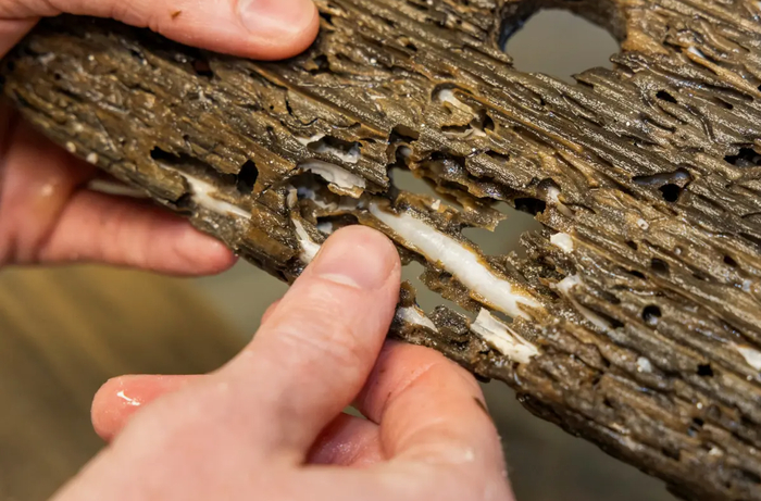 Если мы боимся червивых яблок, то люди древности как огня боялись червивых кораблей.