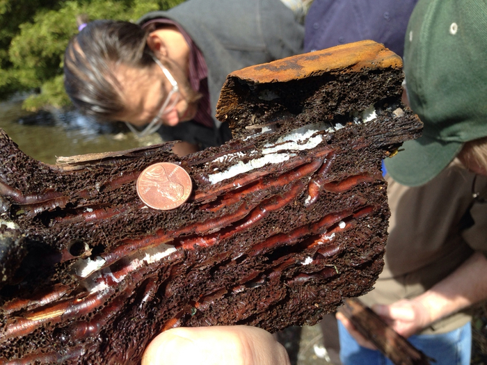 Каждая извилинка и дырочка в дереве — результат упорной работы по утилизации древесины!