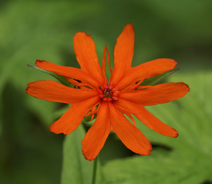    (Lychnis fulgens). ,  .  . .