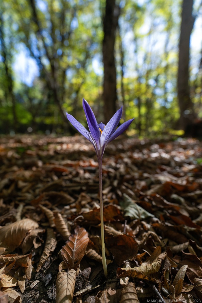 Крокус прекрасный в осеннем буковом лесу. Фото М. Стефановича.