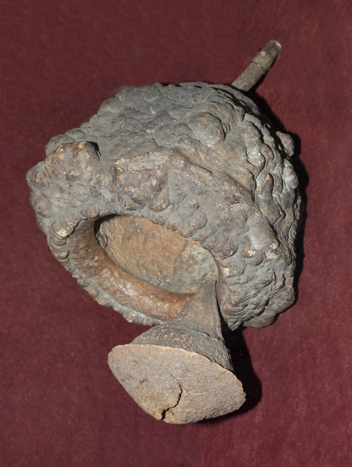 Горшок с крышечкой, Lecythis sp. Из экспозиции Ботанического музея БИН РАН.