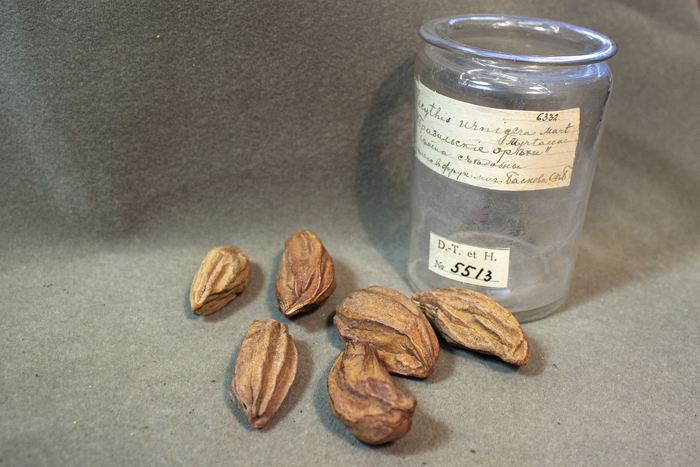 Семена горшечника урновидного (Lecythis urnigera), куплены во фруктовой лавку Баскова в Петербурге. Из фондов Ботанического музея БИН РАН.