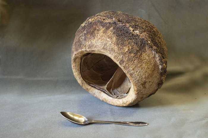 Крупный плод горшечника эллиптического (Lecythis elliptica). Из фондов Ботанического музея БИН РАН.