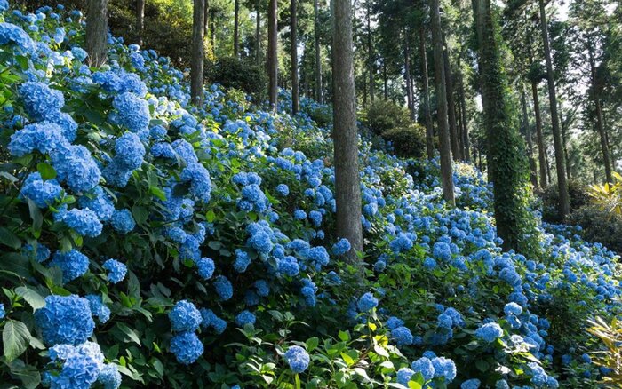 Цветущие гортензии на лесном склоне. Фото с сайта <!--noindex--><a href="https://pikabu.ru/story/gortenzii_na_azorskikh_ostrovakh_13262288?u=http%3A%2F%2Fclau.club&t=clau.club&h=c3860368e46eff98463892e816ff214e62c59298" title="http://clau.club" target="_blank" rel="nofollow noopener">clau.club</a><!--/noindex-->.
