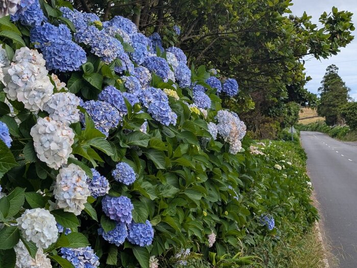 Вдоль дороги на Азорах. Фото с сайта <!--noindex--><a href="https://pikabu.ru/story/gortenzii_na_azorskikh_ostrovakh_13262288?u=http%3A%2F%2Flivejournal.com&t=livejournal.com&h=af420cb70eb7b4a740d0de2e1f38de125dc71384" title="http://livejournal.com" target="_blank" rel="nofollow noopener">livejournal.com</a><!--/noindex-->.