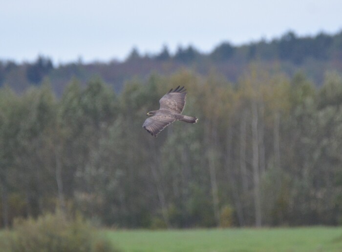 Пейзаж с канюком