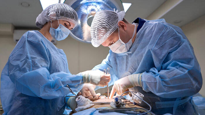 «Это перспективное направление». Трансплантация органов( Фото: Shutterstock)