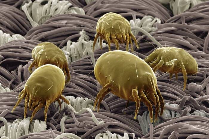 Пылевые клещи