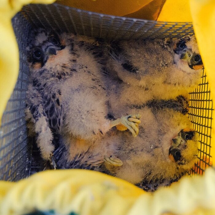 Три спасённых птенца.