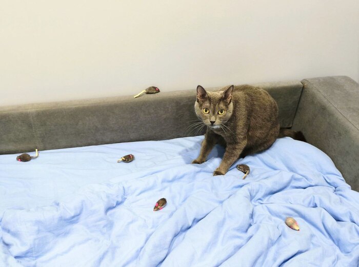 Ждет еще одну мышь.