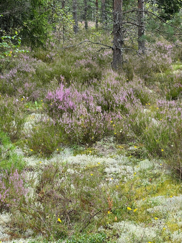 Цветущий вереск в сосновом лесу. Фото: Полярная крачка.