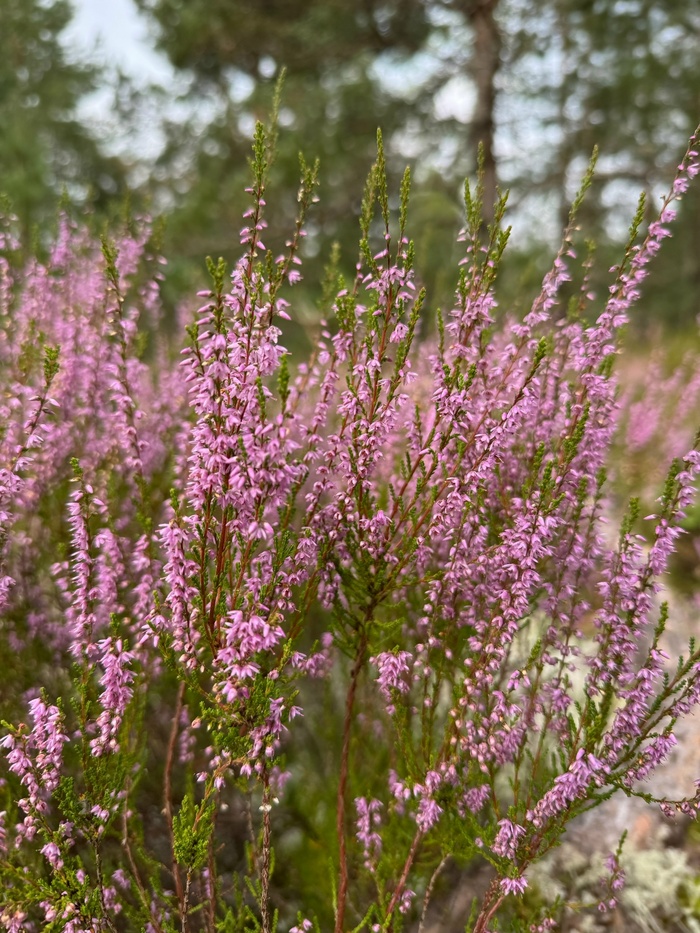 Фото: Полярная крачка.