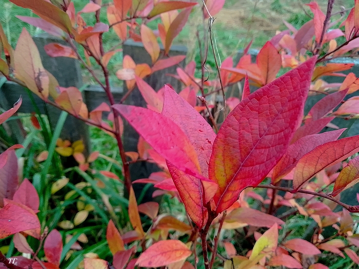 Листья голубики в октябре