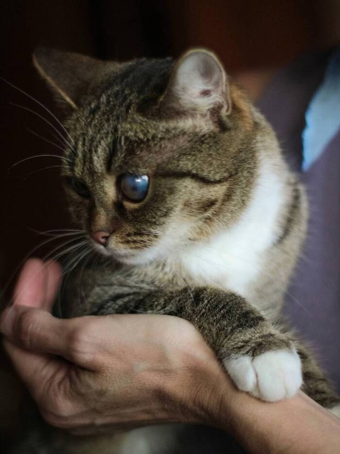 Подарите дом преданной кошечке Пираточке!