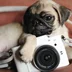 Photopug
