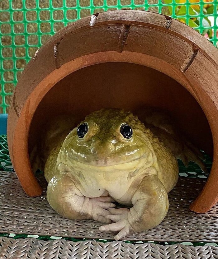 Добро пожаловать в среду, мои чуваки