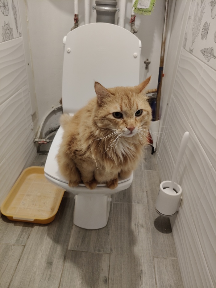 Кошачья драма с туалетом