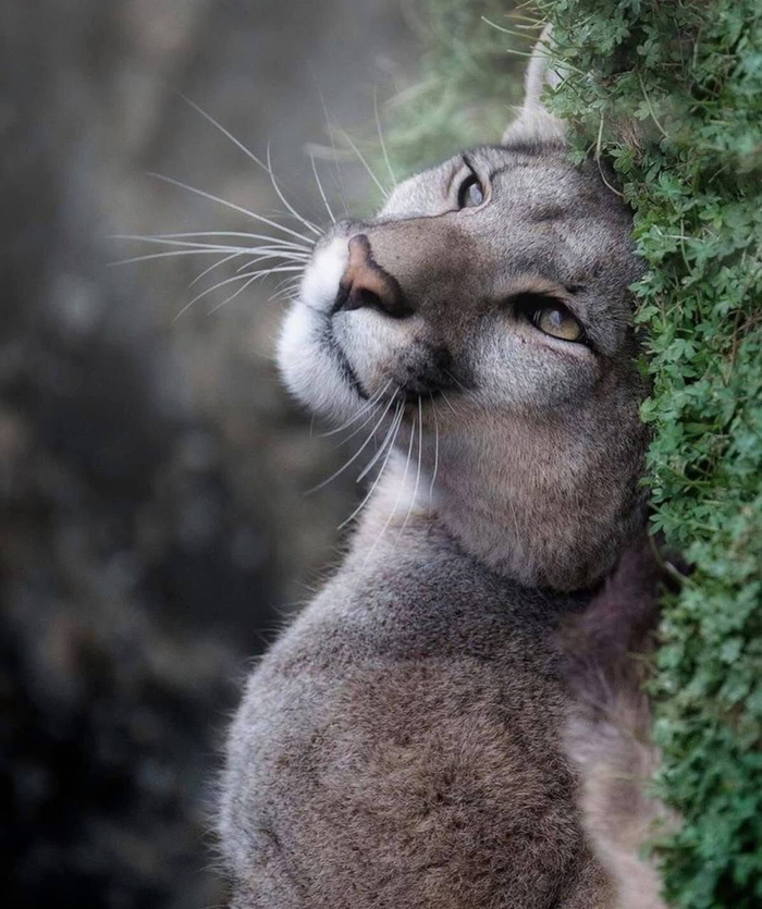 Фото: rodrigomoragaz <a href="https://pikabu.ru/story/v_mire_shakhmat_peshka_mozhet_vyiyti_esli_treniruetsya_v_ferzi_13267243?u=https%3A%2F%2Ft.me%2Fivanzatevakhin%2F3705&t=%D0%BE%D1%82%D1%81%D1%8E%D0%B4%D0%B0&h=66cdf4badbf618e5ef78bc32a9b0d9d5c54cc8eb" title="https://t.me/ivanzatevakhin/3705" target="_blank" rel="nofollow noopener">отсюда</a>