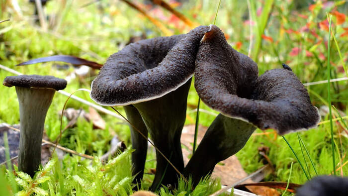    <!--noindex--><a href="https://pikabu.ru/story/gribyi_lisichka_chernaya_13269847?u=http%3A%2F%2Fmoya.planeta.ru&t=moya.planeta.ru&h=cf43184cf7d7e56d61cc634cdb77fbd44d715661" title="http://moya.planeta.ru" target="_blank" rel="nofollow noopener">moya.planeta.ru</a><!--/noindex-->.