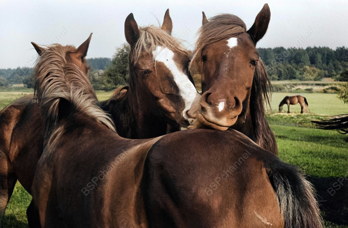 Фотограф: Александр Степаненко