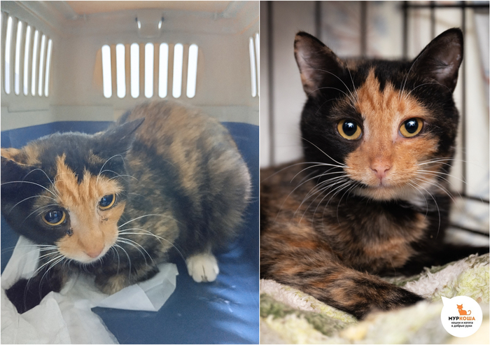 Кошка Вахта, 1 год, домашняя.