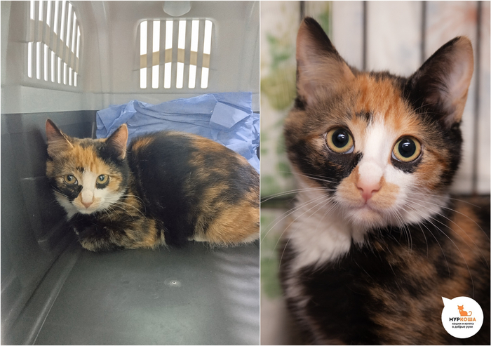 Котёнок-девочка Бухта, 5 месяцев, найдена на улице.