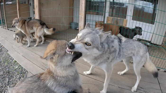 Типичная мамочка трех ангелочков.