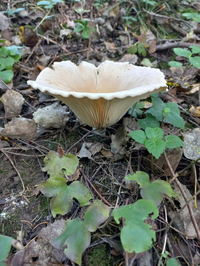 На снимке Говорушка гигантская, условно-съедобный гриб четвёртой категории. Для употребления в пищу пригодны только молодые экземпляры.