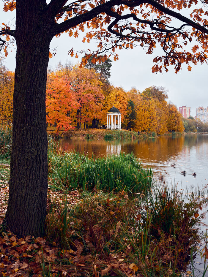 Fujifilm GFX 100II + 55mm F1.7