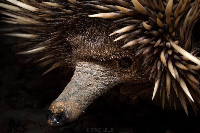 Портрет ехидны