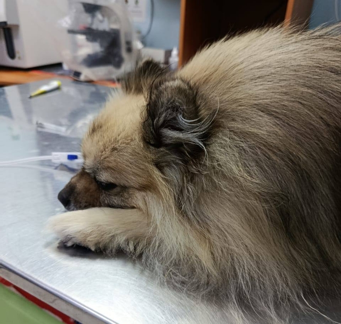 Моей собаке нужно переливание крови