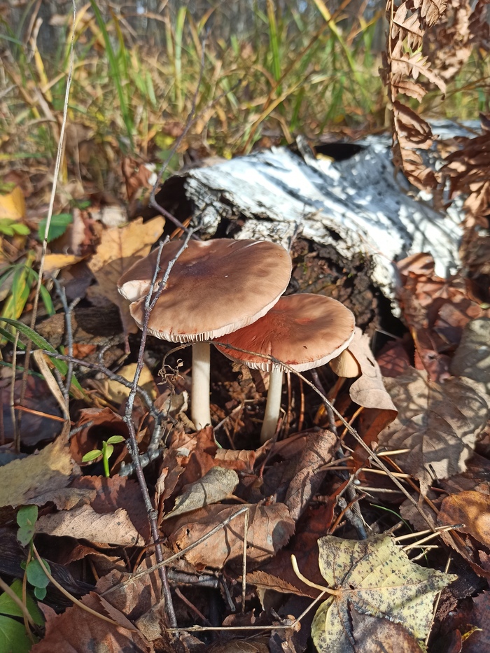 Сладкая парочка