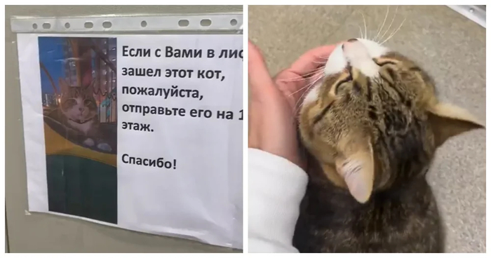 Кот, который ездит в лифте домой