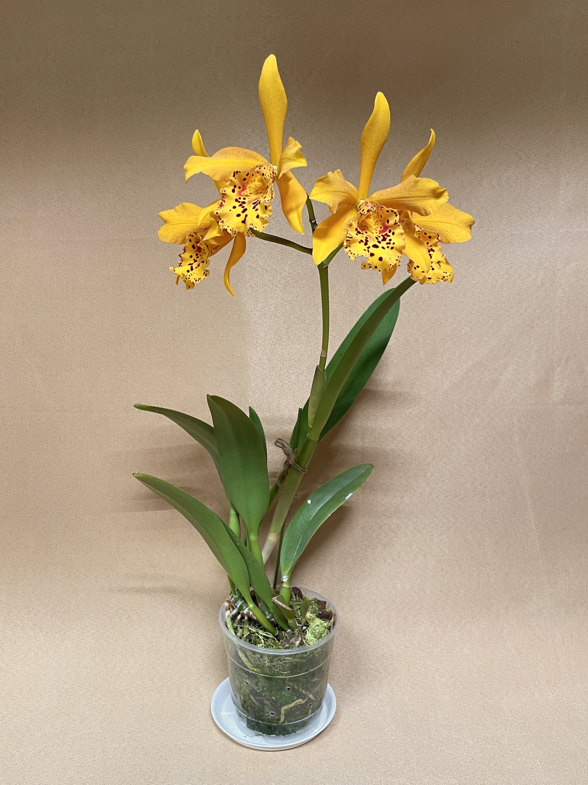 September blossoms - Series Photos of my flowering plants, My, Orchids, Flowers, Houseplants, The photo, Longpost