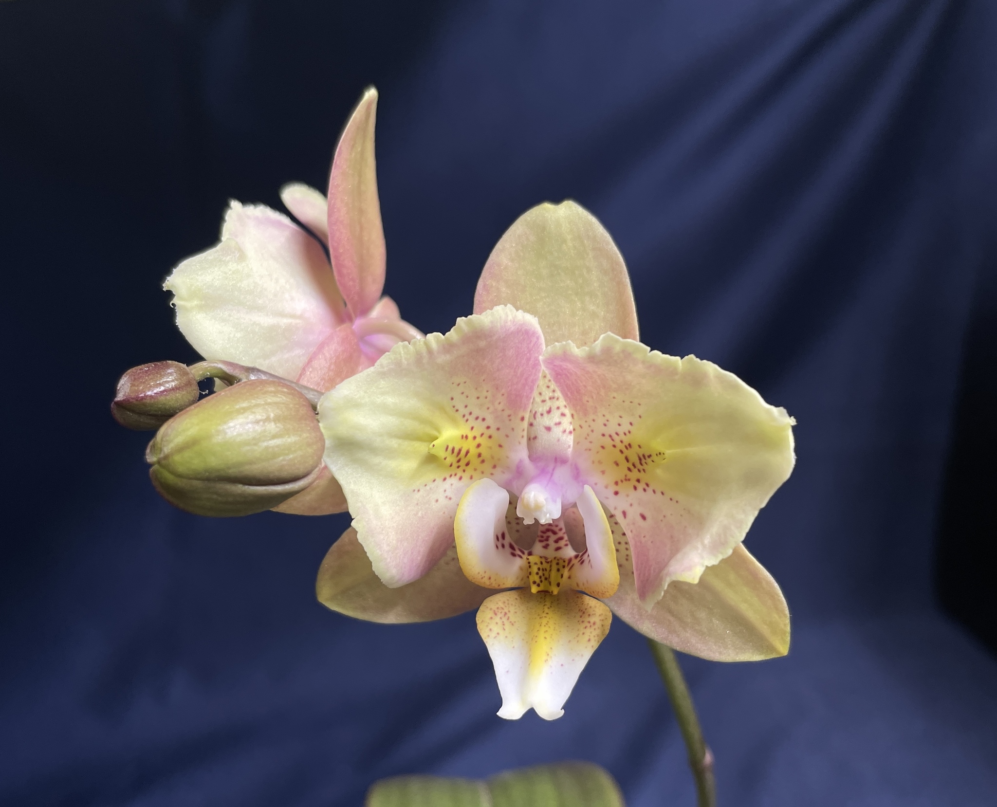 September blossoms - Series Photos of my flowering plants, My, Orchids, Flowers, Houseplants, The photo, Longpost