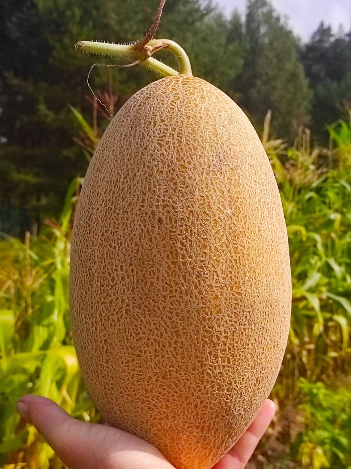 Дыня Раймонд