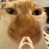 kotoviitch