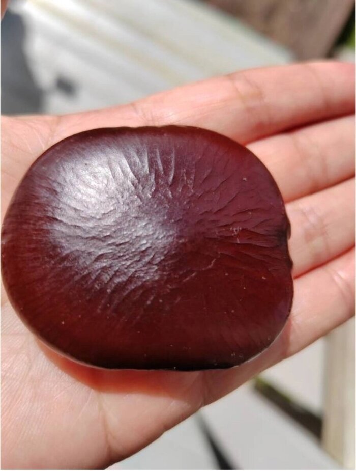 Семя энтады. Фото с сайта <!--noindex--><a href="https://pikabu.ru/story/yentada_13285134?u=http%3A%2F%2Fdzen.ru&t=dzen.ru&h=4df646f52a546fe378290929d40cca90ccf2902a" title="http://dzen.ru" target="_blank" rel="nofollow noopener">dzen.ru</a><!--/noindex-->.