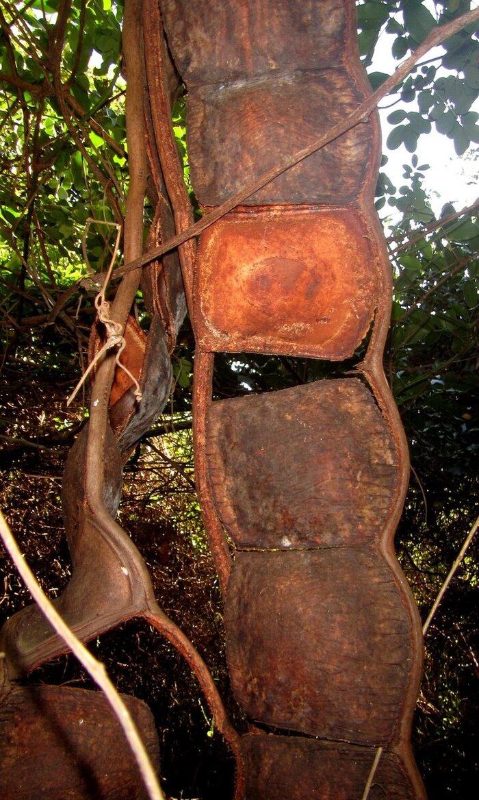 Разламывающийся на членики боб энтады. Фото с сайта <!--noindex--><a href="https://pikabu.ru/story/yentada_13285134?u=http%3A%2F%2Fdzen.ru&t=dzen.ru&h=4df646f52a546fe378290929d40cca90ccf2902a" title="http://dzen.ru" target="_blank" rel="nofollow noopener">dzen.ru</a><!--/noindex-->.