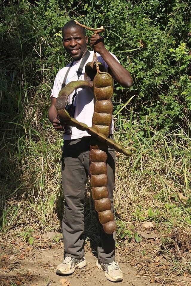 Плод энтады Риде. Фото с сайта <!--noindex--><a href="https://pikabu.ru/story/yentada_13285134?u=http%3A%2F%2Fdzen.ru&t=dzen.ru&h=4df646f52a546fe378290929d40cca90ccf2902a" title="http://dzen.ru" target="_blank" rel="nofollow noopener">dzen.ru</a><!--/noindex-->.