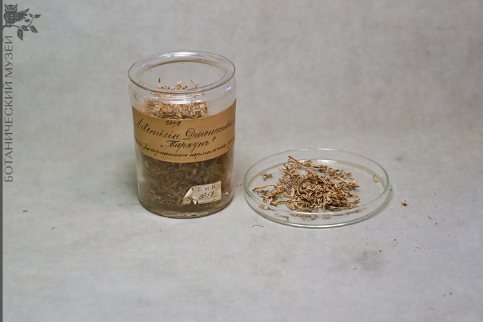 Сушеные листья эстрагона. Из фондов Ботанического музея БИН РАН.