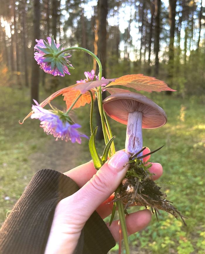 ����� �����������