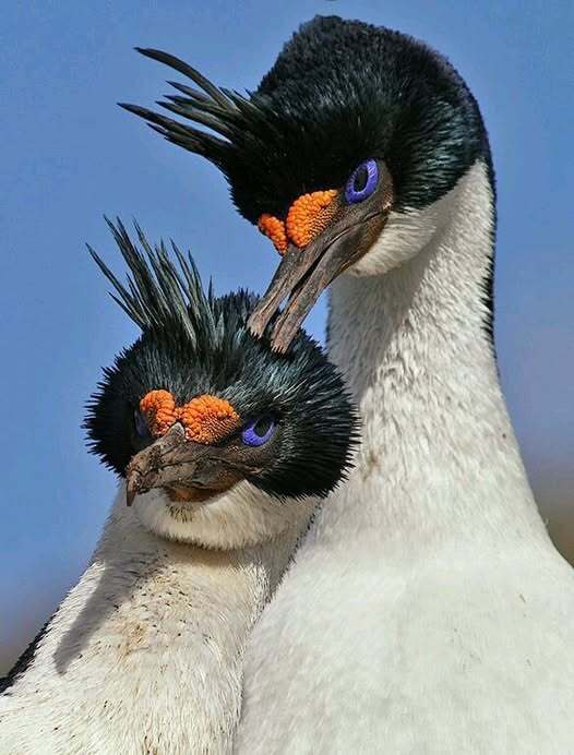 Голубоглазые бакланы