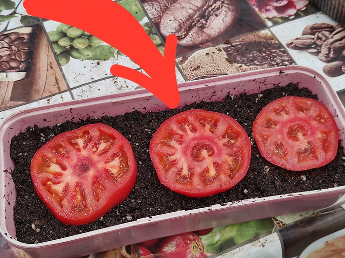 Провёл эксперимент с необычным посевом томатов