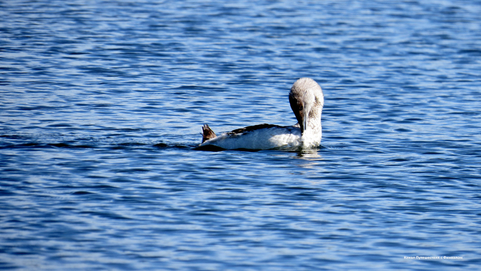 Молодая птица.