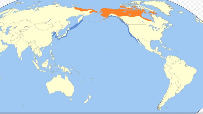 Красный цвет- места гнездования, синий цвет - места зимних кочёвок.