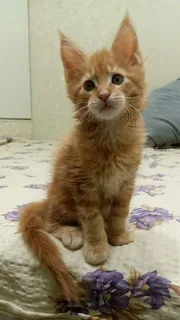 Нашли кота...