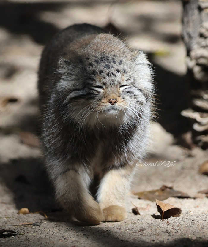 Сегодня просыпаться не планирую...