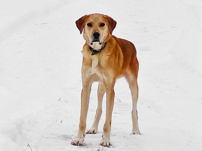 Потерялся гончар и вышел к нам в деревню
